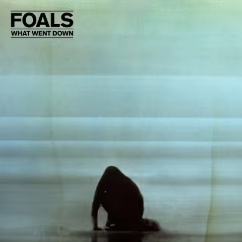 FoalsCover.jpg
