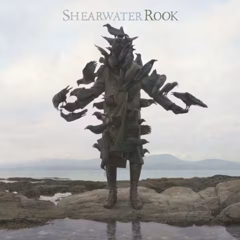 shearwater_rook.jpg